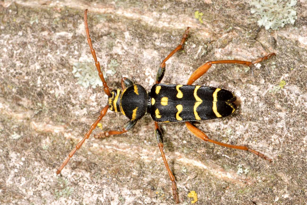 Cerambycidae:  Plagionotus arcuatus?  S !
